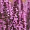 Salvia Seeds 25 Seeds Salvia New Dimension Rose (Perennial Seeds)