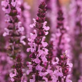 Salvia Seeds 25 Seeds Salvia New Dimension Rose (Perennial Seeds)