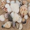 Shells Mixed, Natural Shells, Beach Shells, Craft Shells, Decorative Shells,