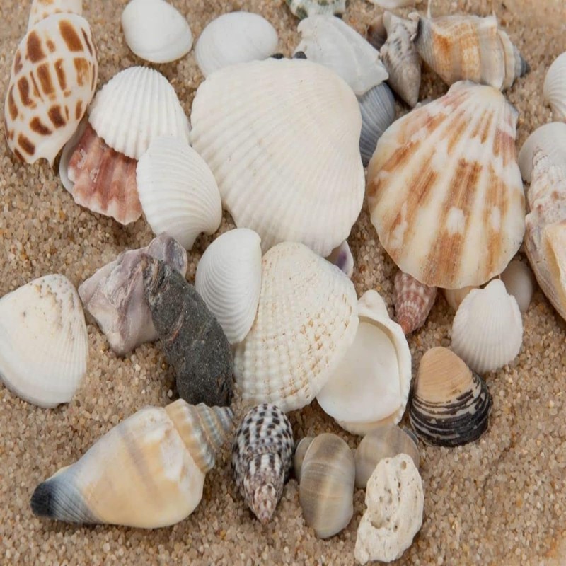 Shells Mixed, Natural Shells, Beach Shells, Craft Shells, Decorative Shells,