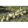 NatureServe 290001 10 Lb Duck Duckling Starter Grower Food Crumble