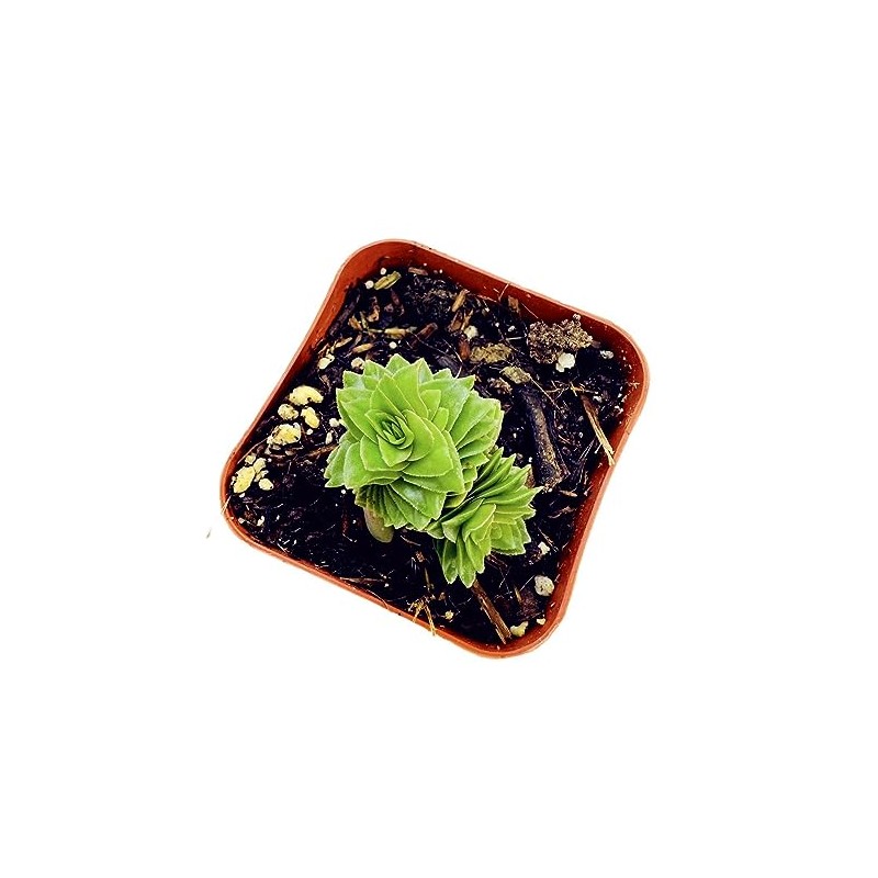 USKC Live Succulent Cactus Plants (2" Pot Crassula Estagnol Spiralis)
