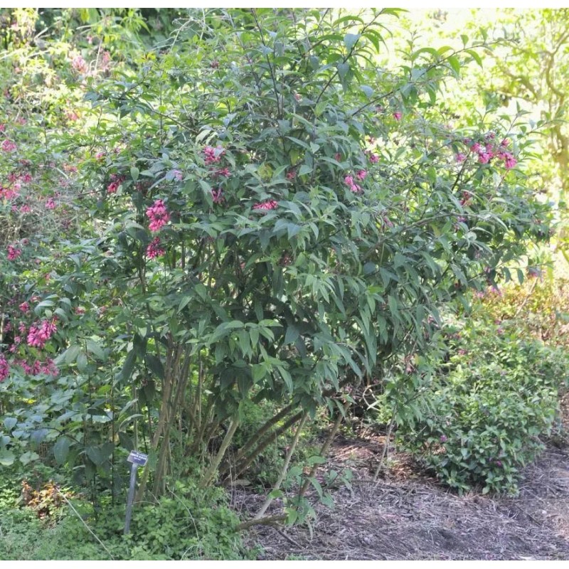 Buy Rare Seeds Cestrum elegans Smithii | Pink Cestrum |