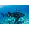 Edition Colibri Whale Shark with Diver 3D Lenticular Postcard/Hologram Postcard