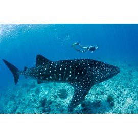 Edition Colibri Whale Shark with Diver 3D Lenticular Postcard/Hologram Postcard Sharks (10040)