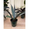 Super Blue Agave Americana, Century Plant - Size: 6in Pot,