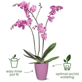 elho Brussels Orchid High 12.5 - Flower Pot for Indoor - 100% Recycled Plastic - Ø 12.5 x H 15.5 cm - Transparent/Transparent