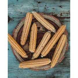 Rhode Island White Cap Flint Corn - 50 Seeds - Rare Heirloom Indigenous Variety, USA-Grown, Non-GMO Corn Seeds for Planting Outdoors in The Home Garden, Thresh Seed Company