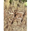 The Antler Store One Top-Grade Craft Whitetail Deer Antler Shed