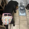 Leekalos Reusable Washable Dog Diapers Female (3 Pack) - Highly