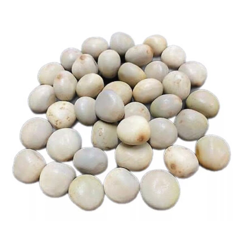 Tatai Tienda Semilla De Quita Maldicion 12 Pz