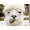 CafePress Funny Alpaca Smile Folded Greeting Card Glossy