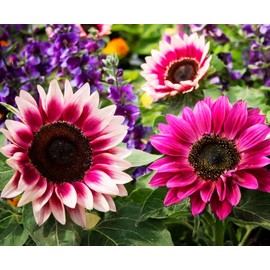 100 Seeds for a Unique Garden - Rare Strawberry Pink Sunflowers (Heirloom Hybrid, Non-GMO) for Butterfly Attraction