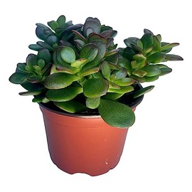 Jade Plant - Crassula - Easy to Grow - Hard to Kill - Cactus - 4" Pot- Living Succulant, Succulents Plant Live, Succulent Plants Fully Rooted, Houseplant for Home Office Decor