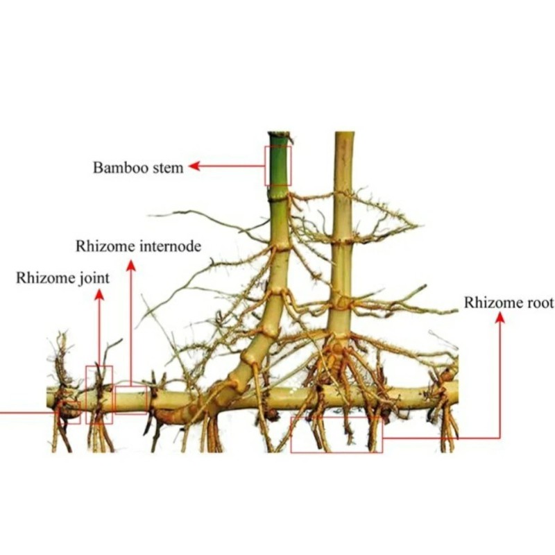 Black Timber Bamboo Nigra Daikokuchiku California Giant Bare Root Plant