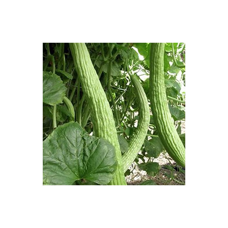 50 Organic Metki Pale Green Armenian Yard Long Cucumber Seeds