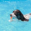 ALL FOR PAWS - Lanzador de bolas para perros, 4