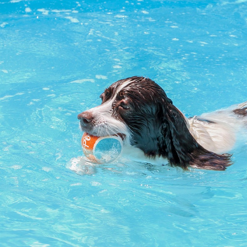 ALL FOR PAWS - Lanzador de bolas para perros, 4