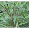 Large Fargesia 'Rufa' Sunset Glow Bamboo 3'-4' Size Plant.