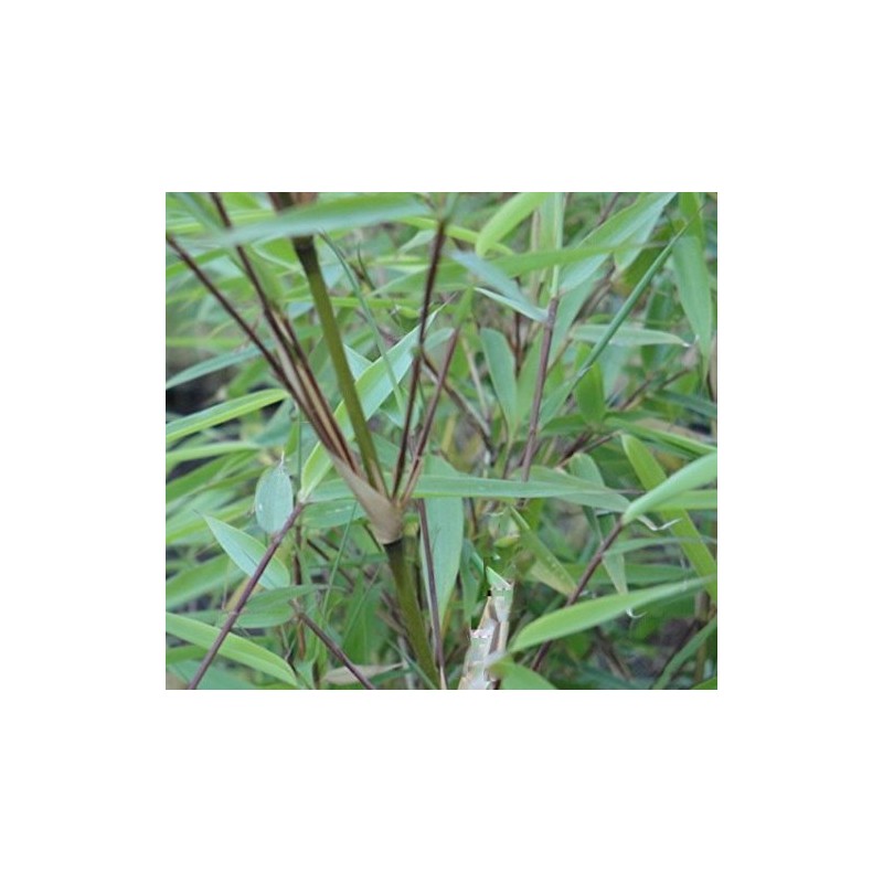 Large Fargesia 'Rufa' Sunset Glow Bamboo 3'-4' Size Plant.