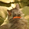 Coastal Pet Products ElastaCat Pet Collar