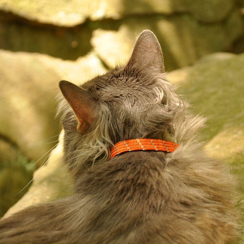 Coastal Pet Products ElastaCat Pet Collar