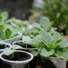 OUPSAUI OUPSAUI 36 Pack 7/6/5/3.5 Inch Clear Nursery Pots with