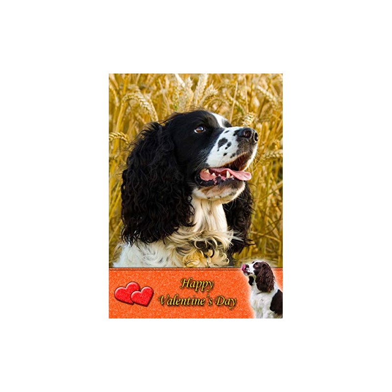 Springer Spaniel Dog Valentines Day Card