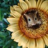 Vivid Arts - Hanging Harvest Mouse/Sunflower - HGF-022