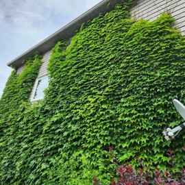 100 Seeds Ivy Vine Liana Seeds Green Vines Climbing Beautiful Ground-Creeping Plants Ideal for Covering Walls Garden Plant