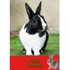 Bunny Rabbit Birthday Card