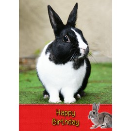 Bunny Rabbit Birthday Card