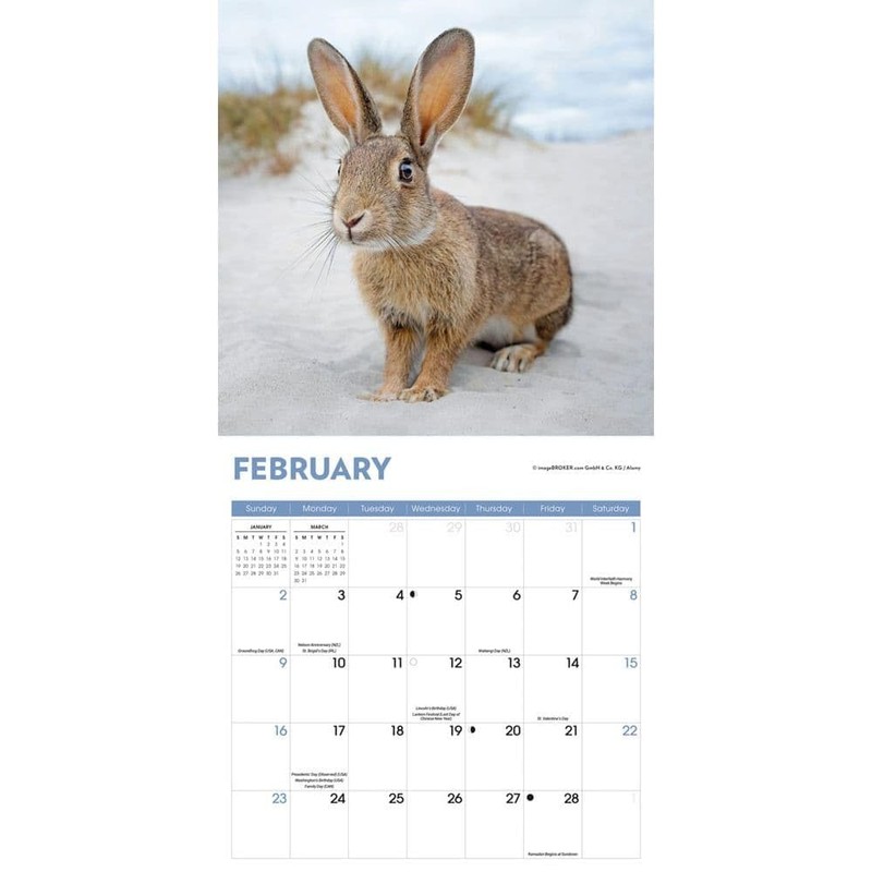 Carousel Calendars, Rabbits 2025 Wall Calendar