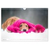 Golden Retriever Hailey Photo Calendar (Wall Calendar 2026 DIN A4