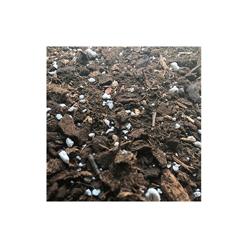 Cymbidium Imperial Orchid Mix (Junior Bag)