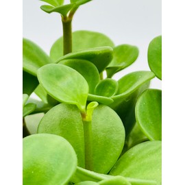 Peperomia Hope Plant Rare Houseplant Pepeomia Tetraphylla Live Plant in 4" inch Pot with Soil Fully Rooted. Easy to Care, Great for Home Office Wedding Decorations DIY Projects Party Favor
