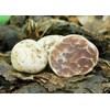 SeedsUP - 100+ White Truffle Mushrooms Mycelium Spawn Spores -