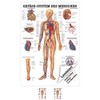 Sport-Tec Vascular System Mini Poster Anatomy 34 x 24 cm