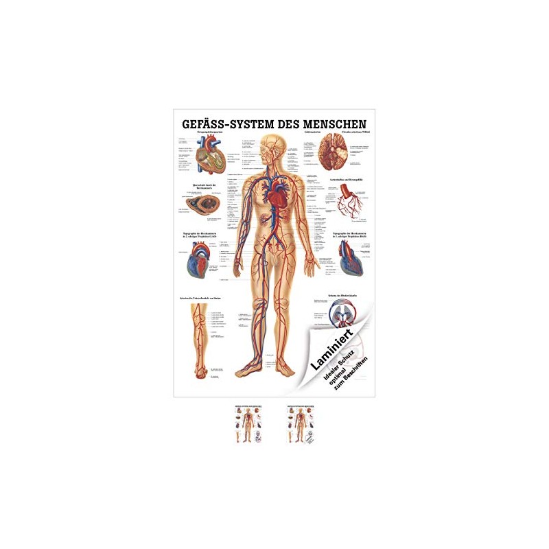 Sport-Tec Vascular System Mini Poster Anatomy 34 x 24 cm