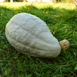 New England Blue Hubbard Squash - 25 Seeds