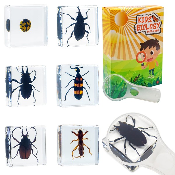 6 PCS Resin Insect Specimen Set, Stag Beetle, Blister Beetles, Longhorn Beetle, Ladybug, Weevils, Mole Cricket, Science Education Toy for Kids