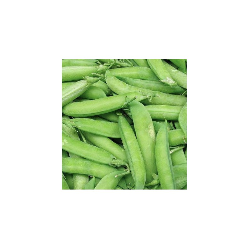 Wando Garden Pea Seeds, 50 Heirloom Seeds Per Packet, Non