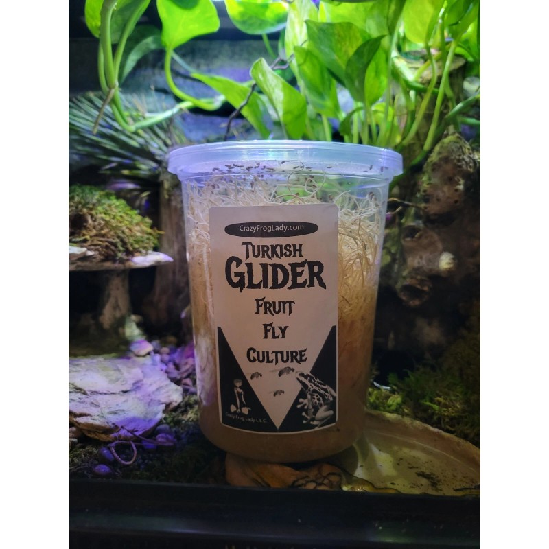 Crazy Frog Lady Flightless Fruit Fly 2 Pack + 2