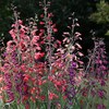 Park Seed Twizzle Mix Penstemon Seeds, Includes 25 Seeds in