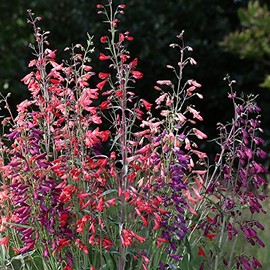 Park Seed Twizzle Mix Penstemon Seeds, Includes 25 Seeds in a Pack