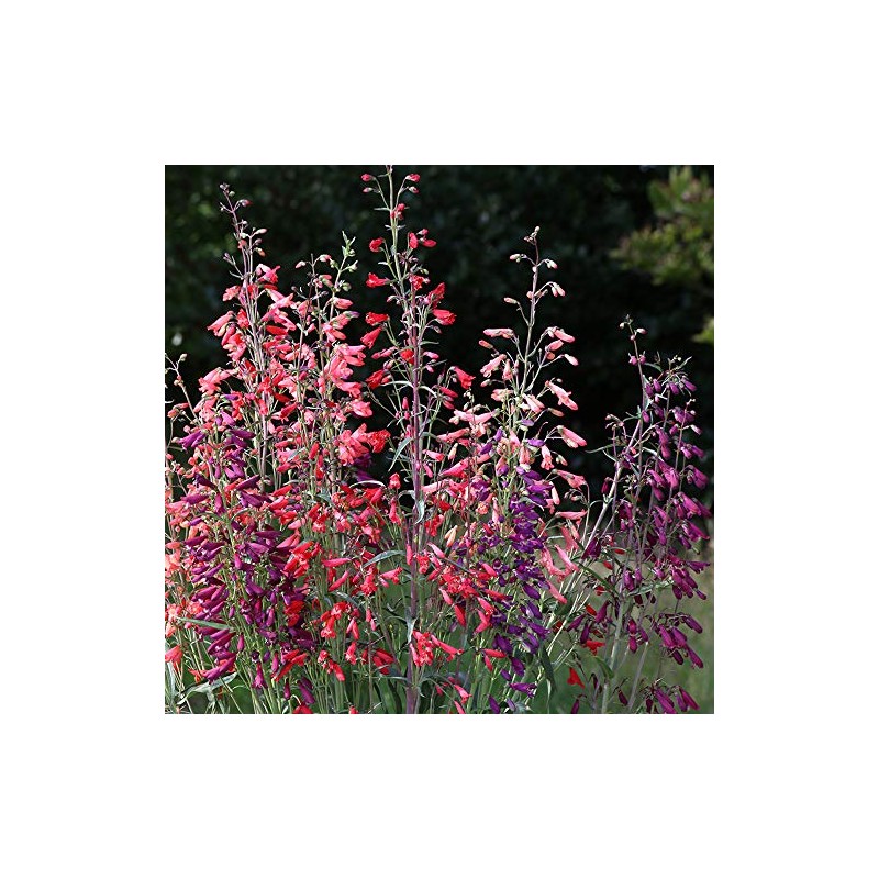 Park Seed Twizzle Mix Penstemon Seeds, Includes 25 Seeds in