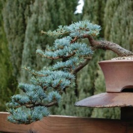 CZ Grain Blue Spruce Bonsai Tree Seeds | 50 Seeds | Colorado Blue Spruce, Picea pungens