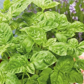 Sweet Basil Seeds - 2 g Packet ~1250 Seeds - Non-GMO, Heirloom - Growing Microgreens, Herb Garden - Ocimum basilicum