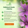 Outsidepride Zebrina French Hollyhock Seeds - 1000 Pcs Perennial White