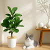 Medonala Bamboo Plant Pot Cover，Indoor Plant Protector from Animals,Flowerpot Decorative